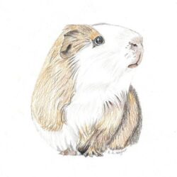 Guinea Pig Drawing Amazing Sketch