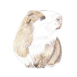 Guinea Pig Drawing Artistic Sketching