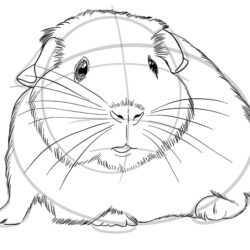 Guinea Pig Drawing Hand Drawn Sketch