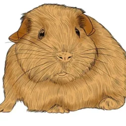 Guinea Pig Drawing Intricate Artwork