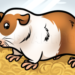 Guinea Pig Drawing Modern Sketch