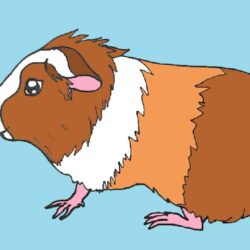 Guinea Pig Drawing Realistic Sketch