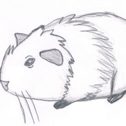 Guinea Pig Drawing Stunning Sketch