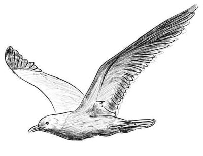 Gull, Seagull, Marine, Bird, Coastal Drawing