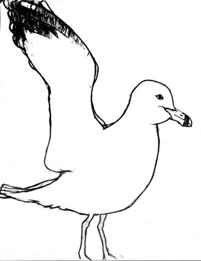 Gull, Marine, Coastal, Bird, Seagull Drawing