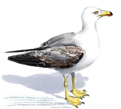 Gull, Marine, Seagull, Bird, Coastal Drawing