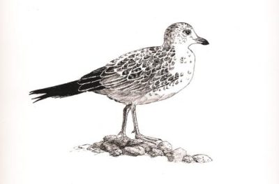 Gull, Marine, Seagull, Bird, Coastal Drawing