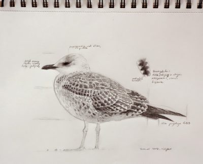 Gull, Bird, Coastal, Marine, Seagull Drawing