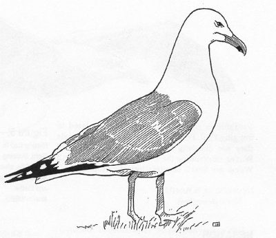 Gull, Marine, Bird, Seagull, Coastal Drawing