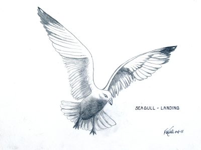 Gull, Freedom, Coastal, Seagull, Bird Drawing