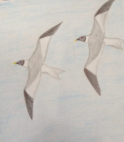 Gull, Forager, Seabird, Aquatic, Coastal Drawing