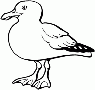 Gull, Bird, Coastal, Seagull, Marine Drawing