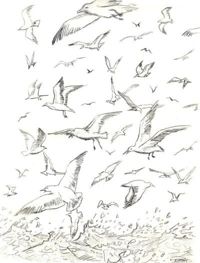 Gull, Seagull, Marine, Bird, Coastal Drawing