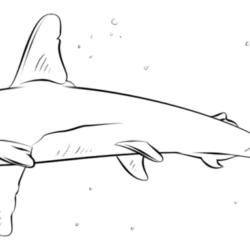 Hammerhead Shark Drawing Amazing Sketch