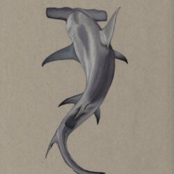 Hammerhead Shark Drawing Art