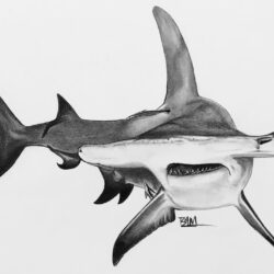 Hammerhead Shark Drawing Artistic Sketching