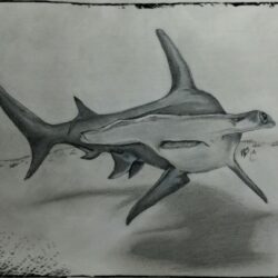 Hammerhead Shark Drawing Creative Style