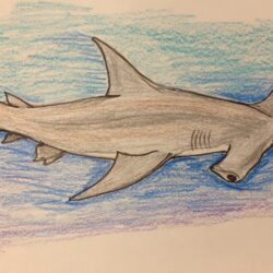 Hammerhead Shark Drawing Fine Art