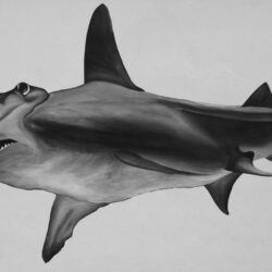 Hammerhead Shark Drawing Hand Drawn