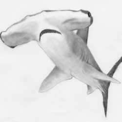 Hammerhead Shark Drawing Sketch