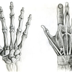 Hand Anatomy Drawing Amazing Sketch