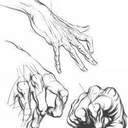 Hand Anatomy Drawing Creative Style