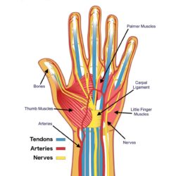 Hand Anatomy Drawing Image