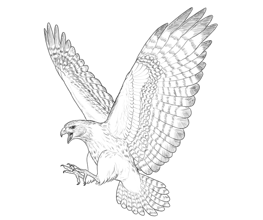 Hawk Drawing Art
