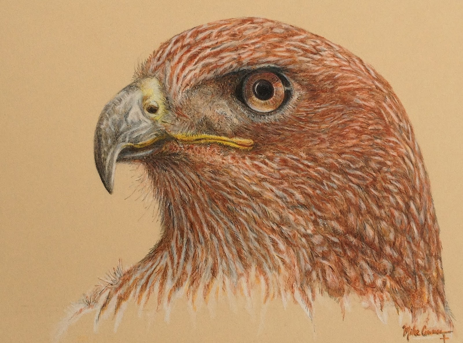 Hawk Drawing Artistic Sketching
