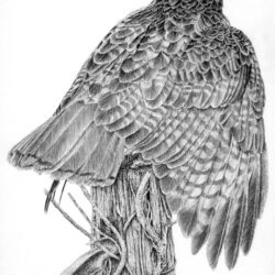 Hawk Drawing Creative Style