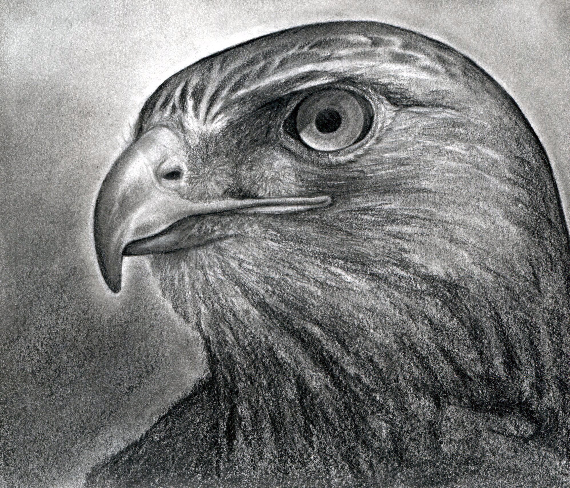 Hawk Drawing Fine Art