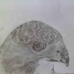 Hawk Drawing Hand Drawn