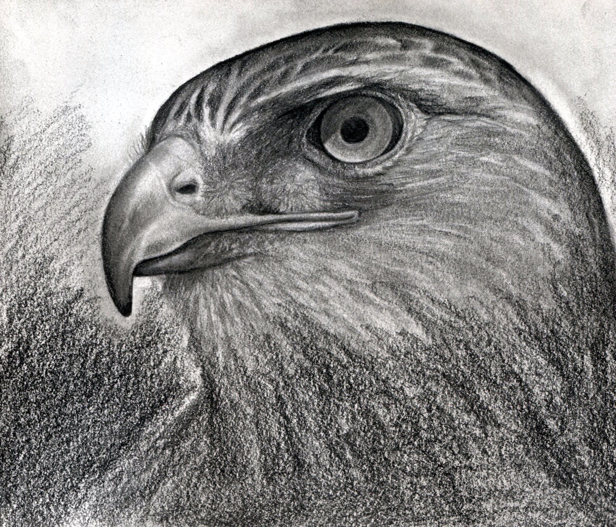 Hawk Drawing Hand Drawn Sketch