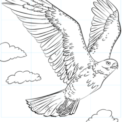 Hawk Drawing Image