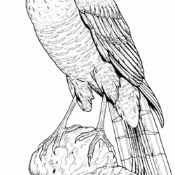Hawk Drawing Intricate Artwork