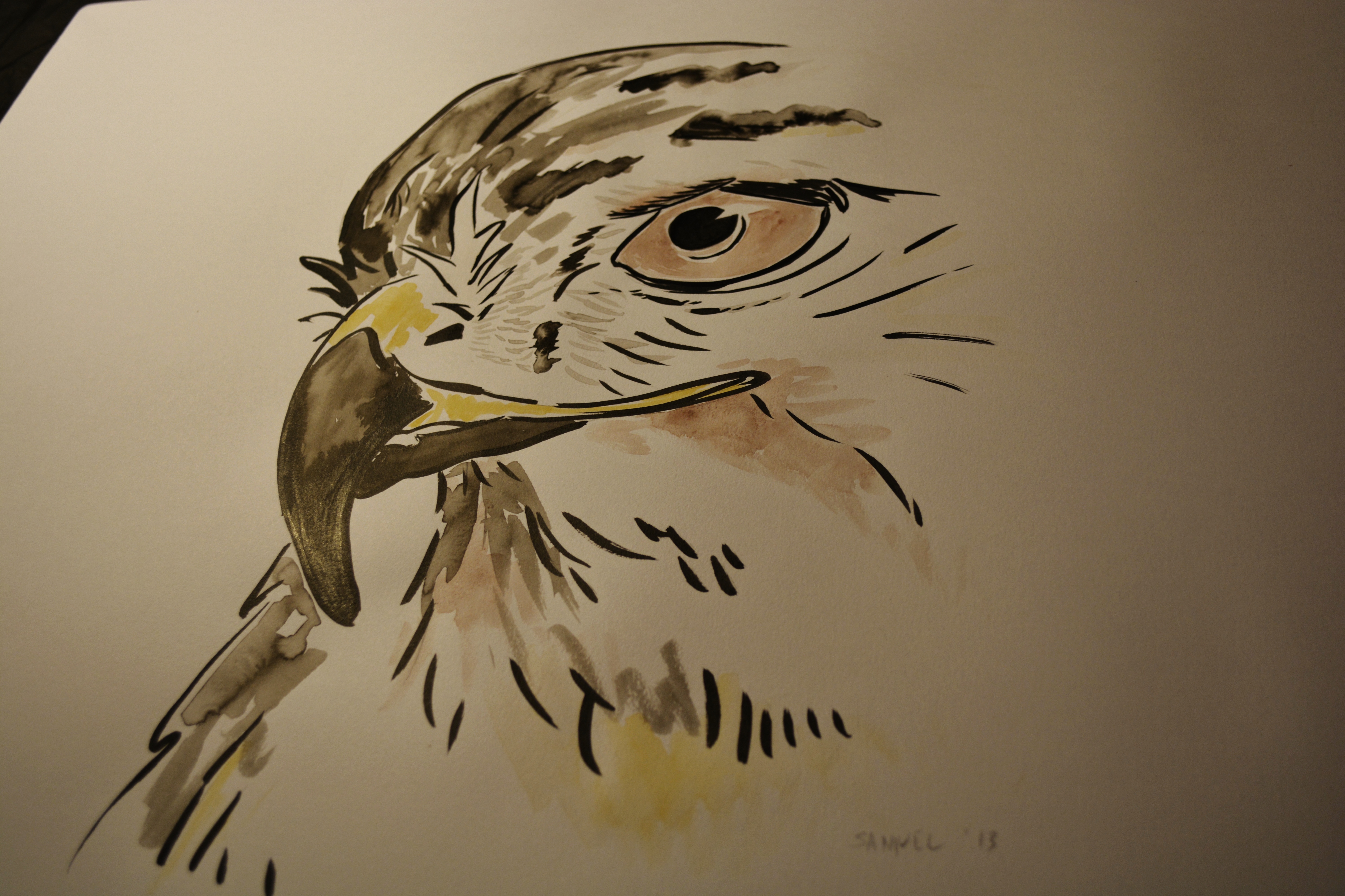Hawk Drawing Modern Sketch