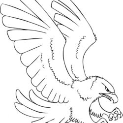 Hawk Drawing Realistic Sketch