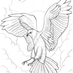 Hawk Drawing Sketch