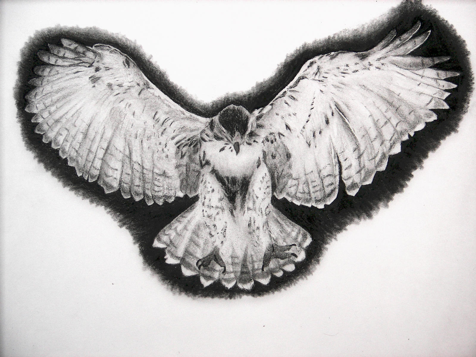 Hawk Drawing Stunning Sketch