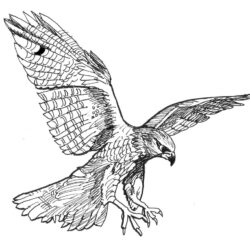 Hawk Drawing Unique Art