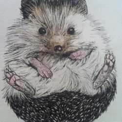 Hedgehog Drawing Amazing Sketch