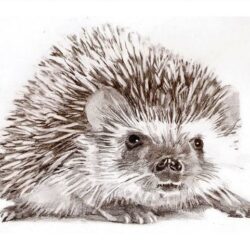 Hedgehog Drawing Art