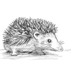 Hedgehog Drawing Artistic Sketching