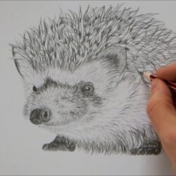 Hedgehog Drawing Creative Style