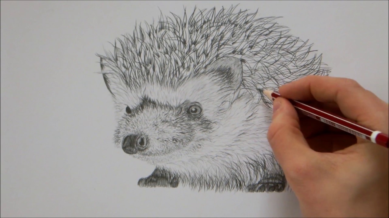Hedgehog Drawing Creative Style