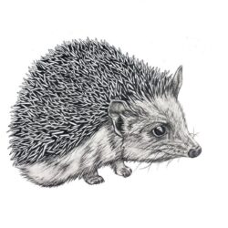 Hedgehog Drawing Detailed Sketch