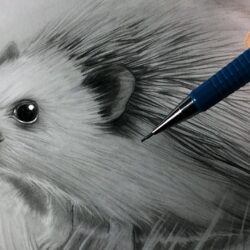 Hedgehog Drawing Hand Drawn