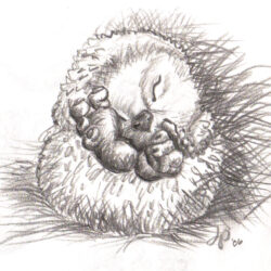 Hedgehog Drawing Hand Drawn Sketch