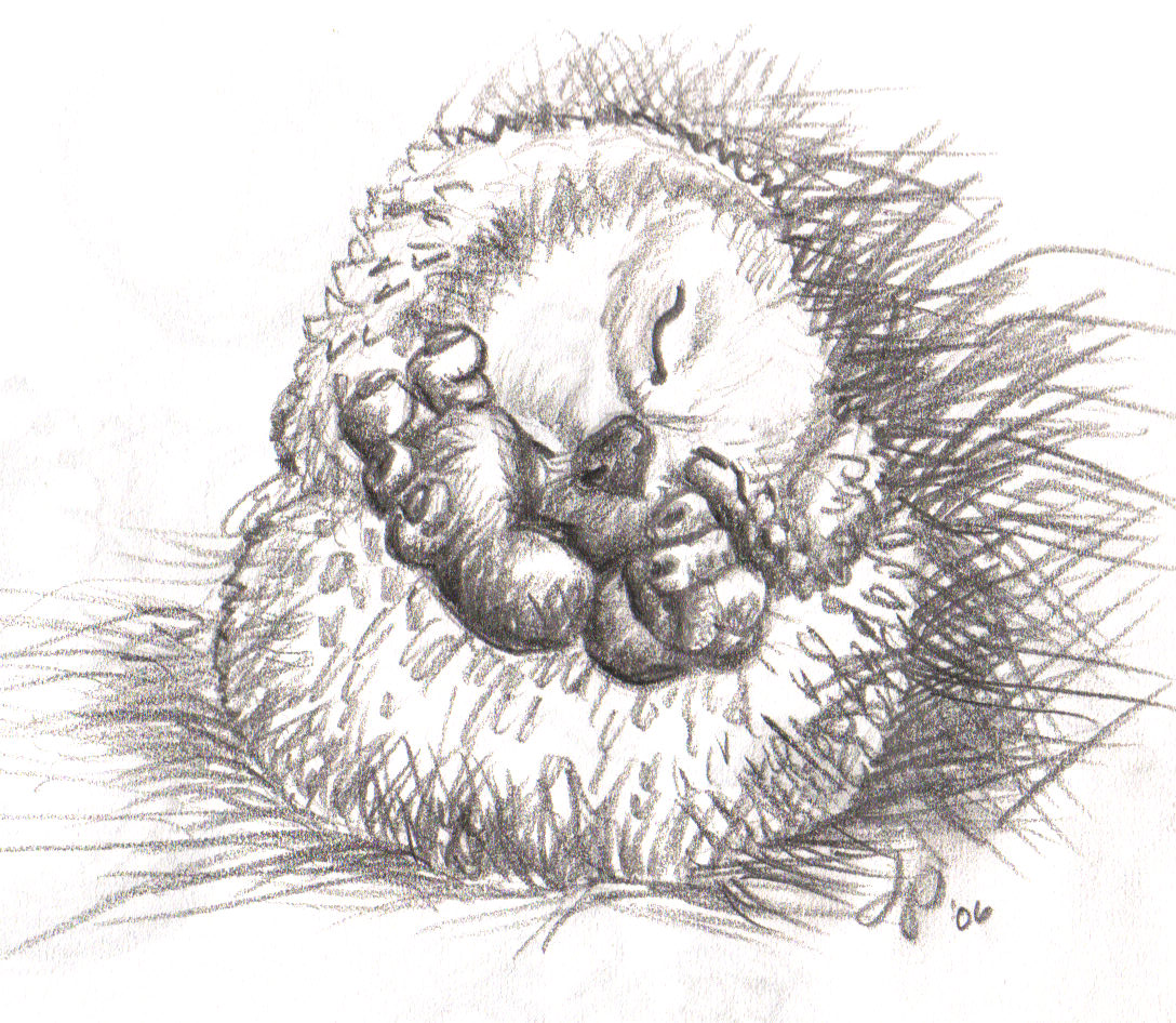 Hedgehog Drawing Hand Drawn Sketch