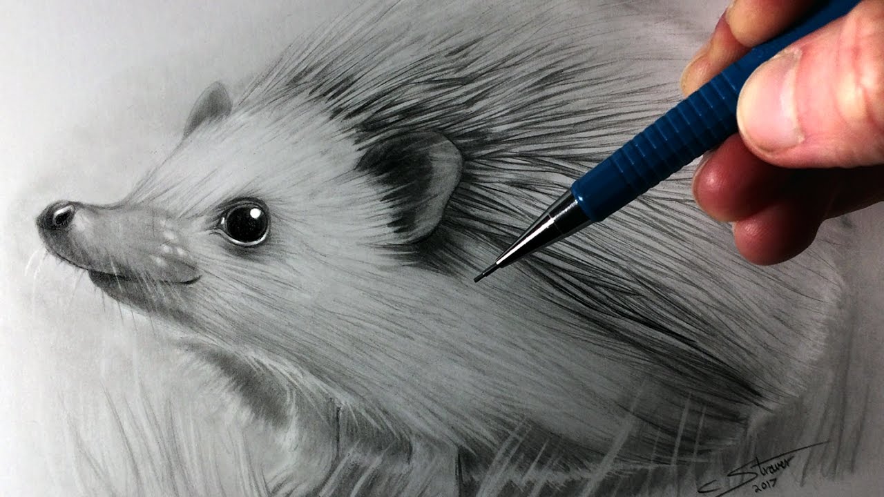 Hedgehog Drawing Hand Drawn